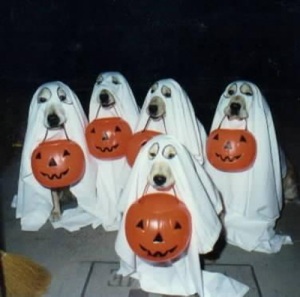 halloween-humor-perros-fantasma